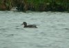 Scaup at Paglesham Lagoon (Steve Arlow) (93072 bytes)